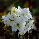 wild plum blossom