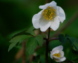 Anemone - wood or spring? Please ID if expert