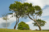 trees on Cleeve Common