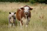 exhibit 1, a fine herd of Longhorn cattle grazing the wet meadows