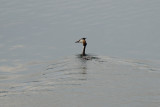 Grebe on Lear Lake, I will spare you the sculptures