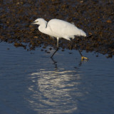 Little Egret