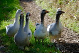 guard geese