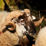 a ram caught in a thicket