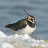 Lapwing on ice