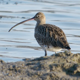 Curlew