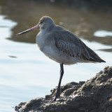 Black Tailed Godwit 1