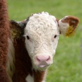 local Herefords - 2 of 3