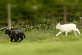 Herdwick lamb races