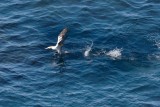 gannet take off after a dive
