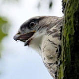 Buzzard