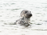 seal spotting humans