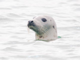 another seal