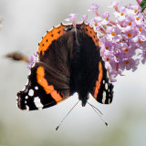 red admiral 2
