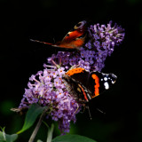 red admiral and peacock