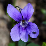 Wood Violet - Viola Silvestris