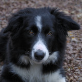 Sam - lovely pup from local organic nursery who also walks our way