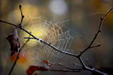 Spiders Web