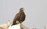 Greater Spotted Eagle IMG_0282