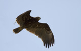 Greater Spotted Eagle IMG_0244