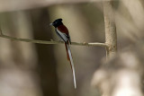 African Paradise Flycatcher IMG_0004