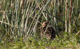 Pintail Snipe (Sibirisk beckasin) Gallinago stenura IMG_0770