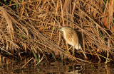  Squacco Heron (Rallhger) Ardeola ralloides - IMG_9691