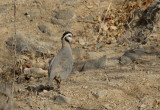 Arabian Partridge (Arabisk rdhna) Alectoris melanocephala IMG_9847