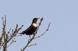 Ring Ouzel (Ringtrast) Turdus torquatus