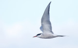 Common Tern (Fisktrna) Sterna hirundo - IMG_3563.jpg