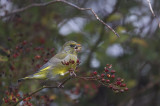 European Greenfinch (Grnfink) Carduelis chloris - CP4P0904.jpg