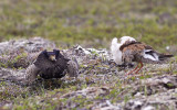 Ruff (Brushane) Philomachus pugnax - CP4P7424.jpg