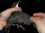 White-throated Dipper (Strmstare) Cinclus cinclus - IMG_6397.jpg