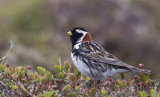 Lapland Longspur (Lappsparv) Calcarius lapponicus - CP4P7926.jpg