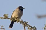 White-spectacled Bulbul (Levantbulbyl) Pycnonotus xanthopygos - IMG_4977.jpg