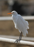 Cattle Egret (Kohger) Bubulcus ibis - IMG_5285.jpg