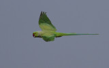Rose-ringed Parakeet (Halsbandsparakit) Psittacula krameri - IMG_5295.jpg
