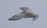 Common Tern? - IMG_5588.jpg