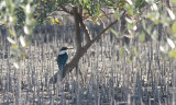 Collared Kingfisher Todiramphus chloris - IMG_4869.jpg