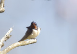 Barn Swallow (Ladusvala) Hirundo rustica - CP4P7326.jpg