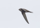 Common Swift (Tornseglare) Apus apus - CP4P8604.jpg