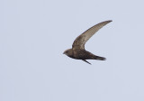 Common Swift (Tornseglare) Apus apus - CP4P8626.jpg