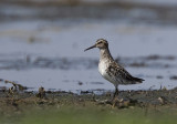 Broad-billed Sandpiper (Myrsnppa) Limicola falcinellus - CP4P9148.jpg