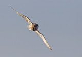 Short-eared Owl (Jorduggla) Asio flammeus - CP4P7969.jpg