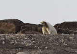 Polar bear (Ursus maritimus) CP4P1397.jpg