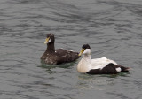 Common Eider (Ejder) Somateria mollissima borealis CP4P0039.jpg