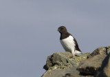 Little Auk (Alkekung) Alle alle CP4P0316.jpg