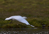 Ivory Gull (Isms) Pagophila eburnea  CP4P0489.jpg