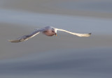 Northern Fulmar (Stormfgel) Fulmarus glacialis CP4P1132.jpg