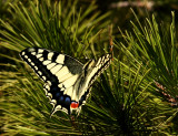 Common Swallowtail (Makaonfjril) Papilio machon